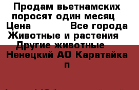 Продам вьетнамских поросят,один месяц › Цена ­ 3 000 - Все города Животные и растения » Другие животные   . Ненецкий АО,Каратайка п.